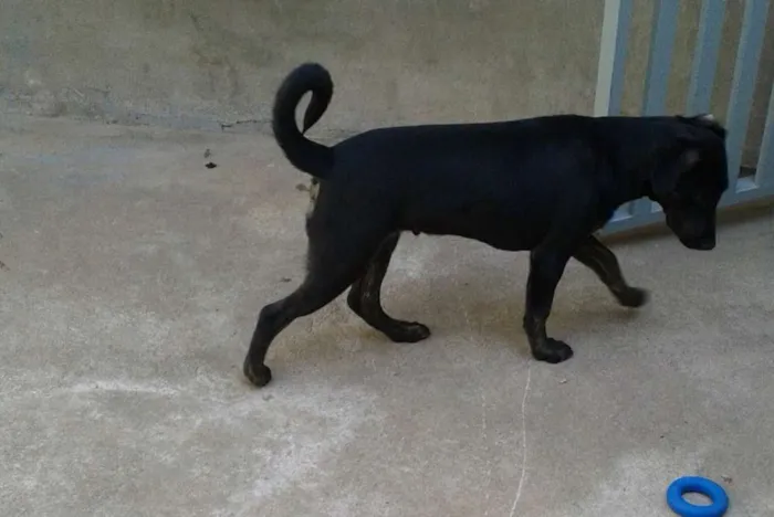 Cachorro ra a srd idade 2 a 6 meses nome Bob 