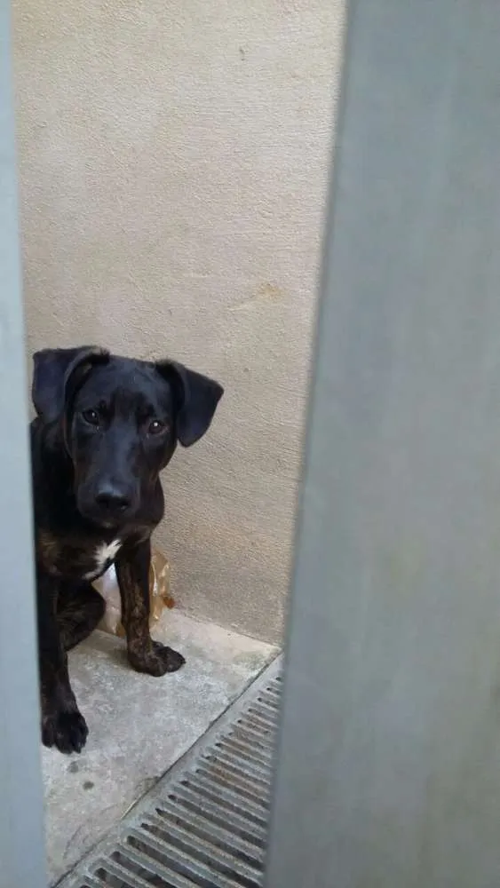 Cachorro ra a srd idade 2 a 6 meses nome Bob 