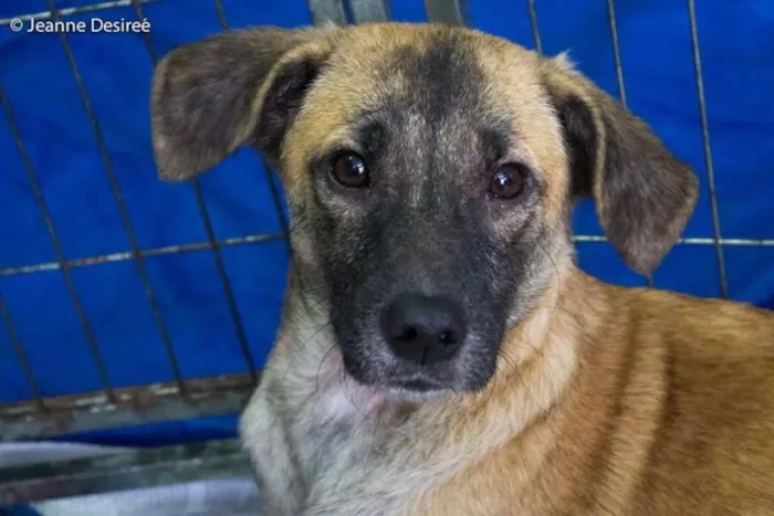 Cachorro ra a SRD idade 2 a 6 meses nome Moisés