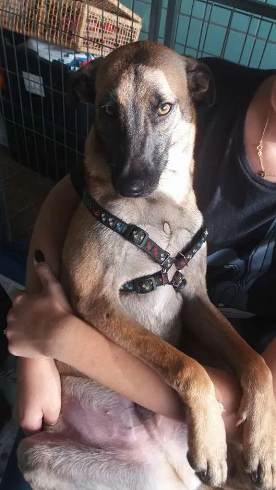 Cachorro ra a SRD idade 2 a 6 meses nome Moisés