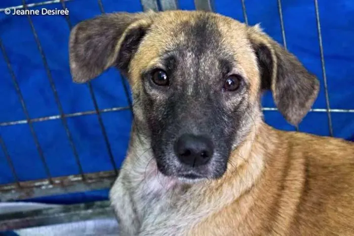 Cachorro ra a SRD idade 2 a 6 meses nome Moisés