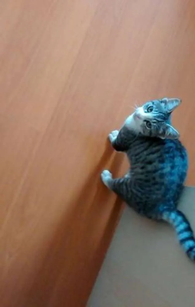 Gato ra a Angorá idade 2 a 6 meses nome TUCO