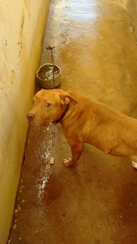 Cachorro raça Pit-Bull idade 1 ano nome PIT BULL