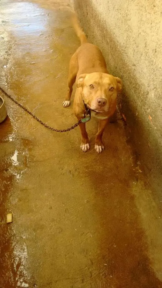 Cachorro raça Pit-Bull idade 1 ano nome PIT BULL