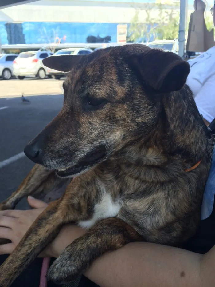 Cachorro raça srd idade 1 ano nome Arya