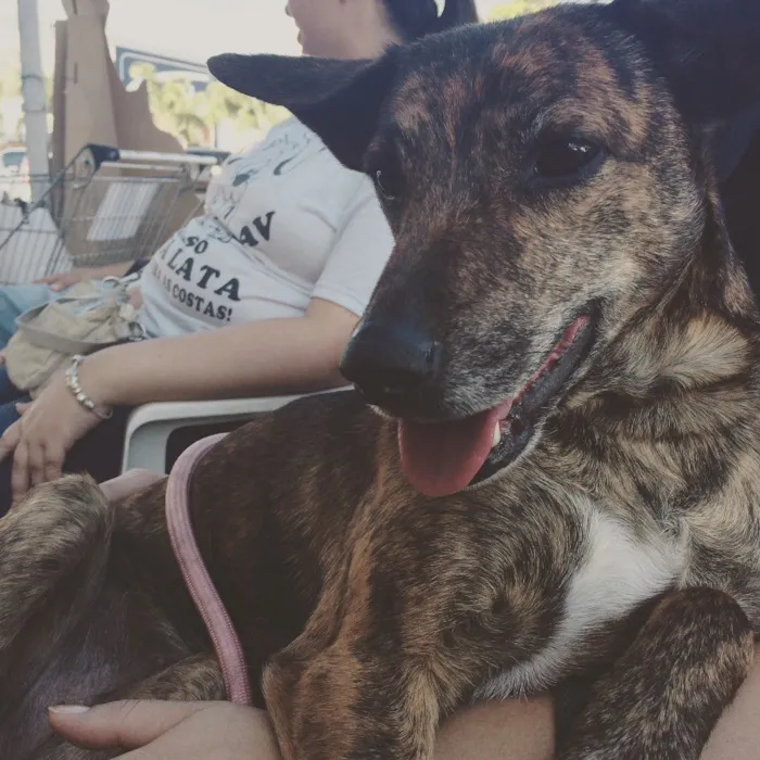 Cachorro raça srd idade 1 ano nome Arya