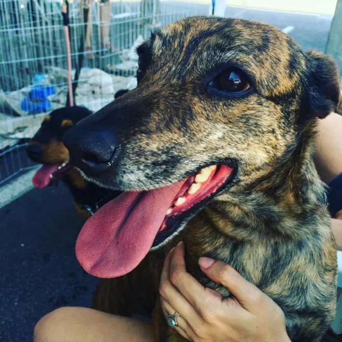 Cachorro raça srd idade 1 ano nome Arya