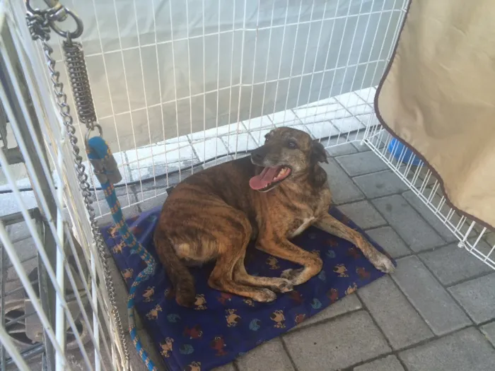 Cachorro raça srd idade 1 ano nome Arya