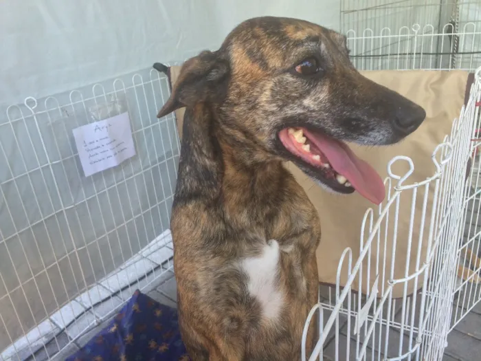 Cachorro raça srd idade 1 ano nome Arya