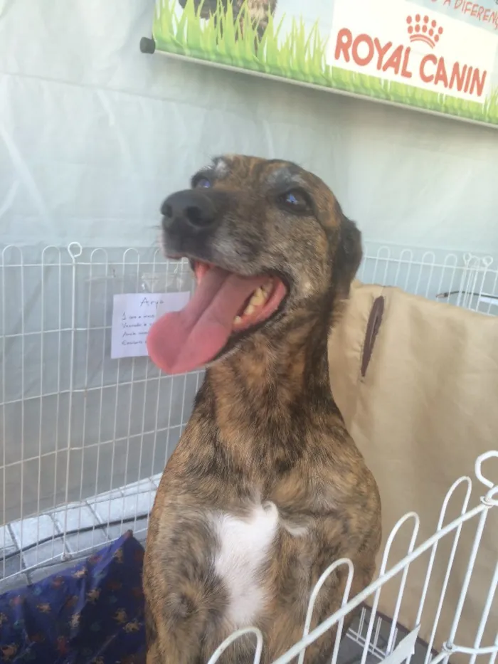 Cachorro raça srd idade 1 ano nome Arya