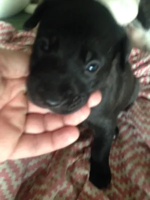 Cachorro raça Srd idade Abaixo de 2 meses nome Filhotes