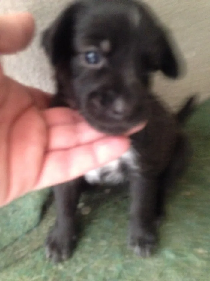 Cachorro ra a Srd idade Abaixo de 2 meses nome Filhotes