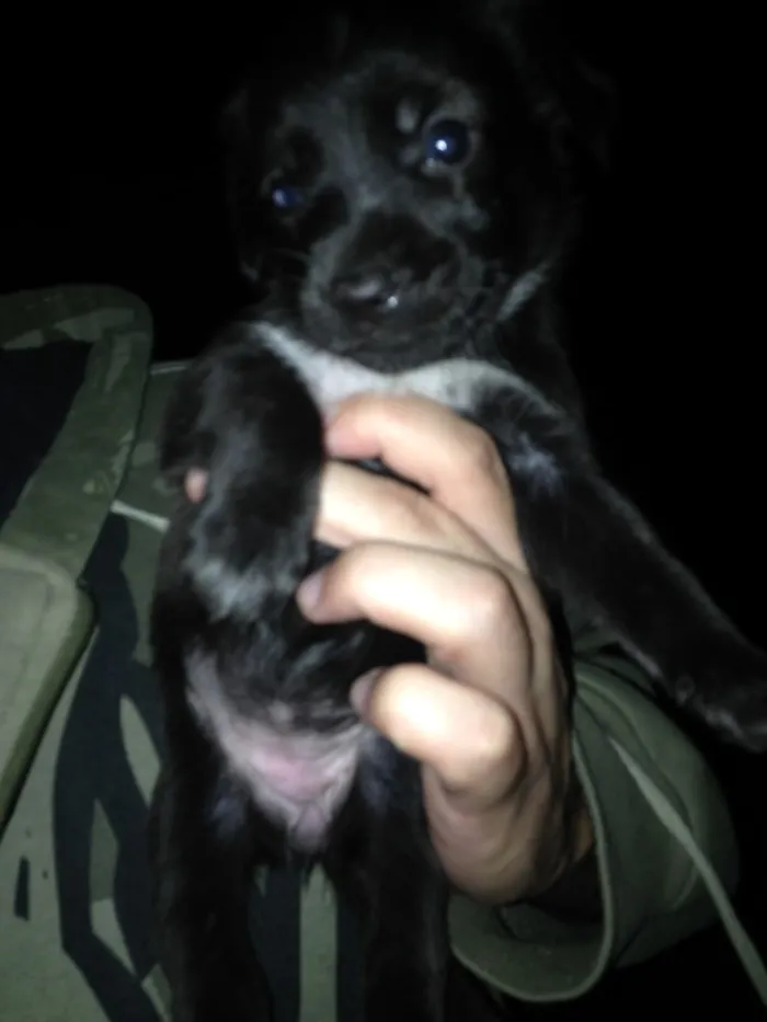 Cachorro ra a Srd idade Abaixo de 2 meses nome Filhotes