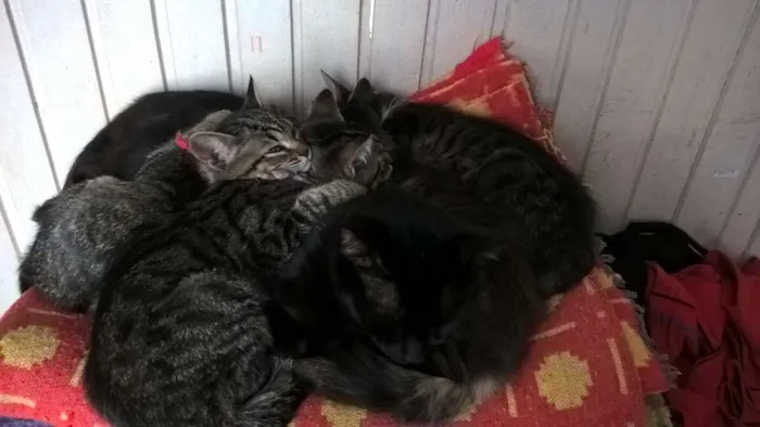 Gato ra a Comum idade 2 a 6 meses nome Tigresa, Mag, Lóli,