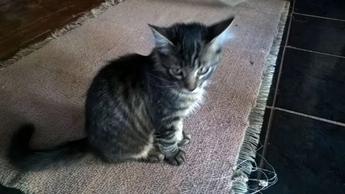 Gato ra a Comum idade 2 a 6 meses nome Tigresa, Mag, Lóli,