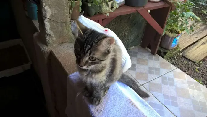 Gato ra a Comum idade 2 a 6 meses nome Tigresa, Mag, Lóli,