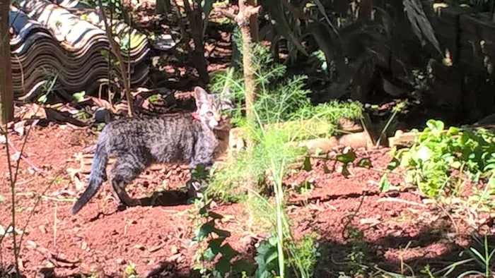 Gato ra a Comum idade 2 a 6 meses nome Tigresa, Mag, Lóli,