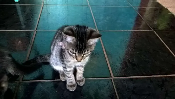 Gato ra a Comum idade 2 a 6 meses nome Tigresa, Mag, Lóli,