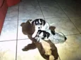 Clarinha/ Escurinha