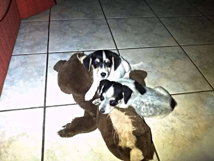 Cachorro ra a sem raça definida idade Abaixo de 2 meses nome Clarinha/ Escurinha