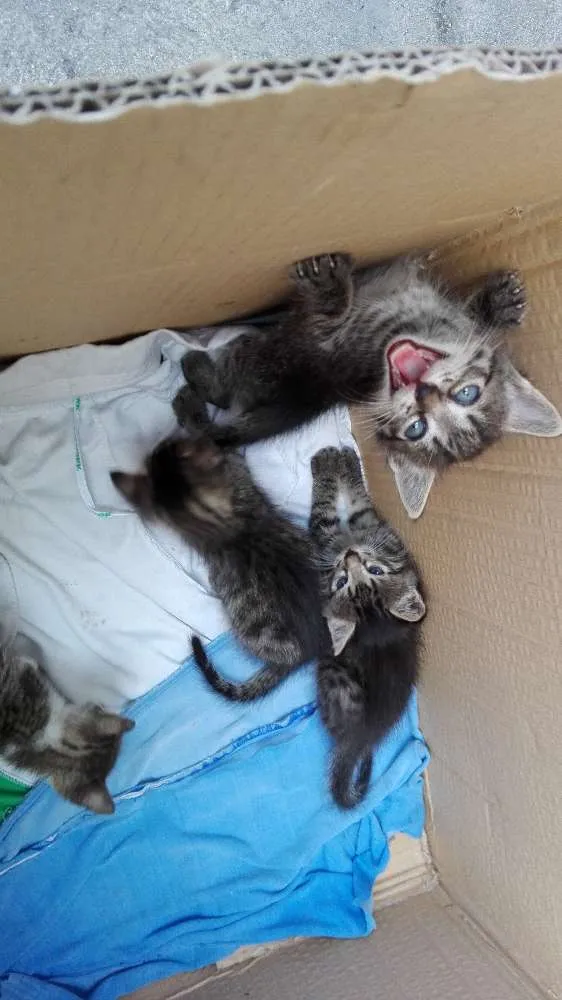Gato raça Gato comun idade 2 a 6 meses nome Perola