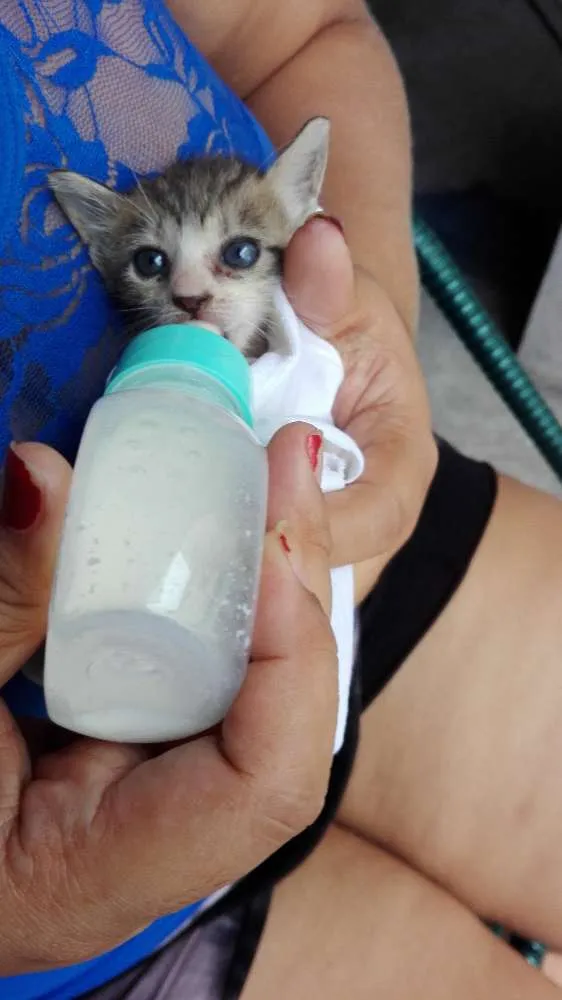 Gato raça Gato comun idade 2 a 6 meses nome Perola