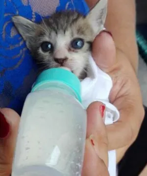 Gato raça Gato comum idade 2 a 6 meses nome Vitoria