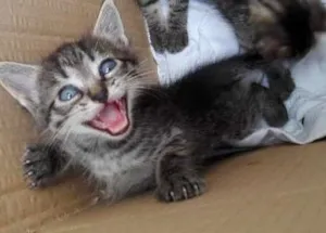 Gato raça Gato comun idade 2 a 6 meses nome Perola