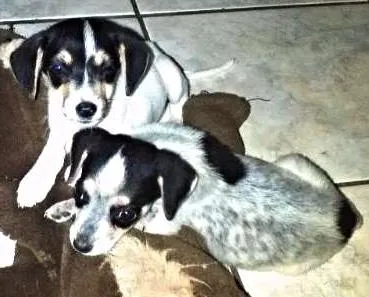 Cachorro ra a sem raça definida idade Abaixo de 2 meses nome Clarinha/ Escurinha