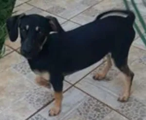 Cachorro raça Maltês idade 1 ano nome tom e jerry