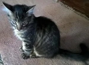 Gato raça Comum idade 2 a 6 meses nome Tigresa, Mag, Lóli,