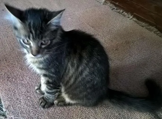 Gato ra a Comum idade 2 a 6 meses nome Tigresa, Mag, Lóli,