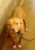 PIT BULL
