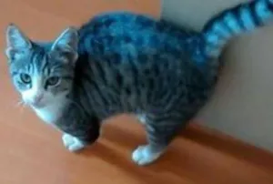 Gato raça Angorá idade 2 a 6 meses nome TUCO