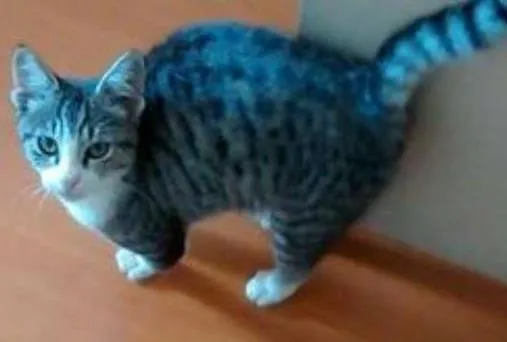Gato ra a Angorá idade 2 a 6 meses nome TUCO