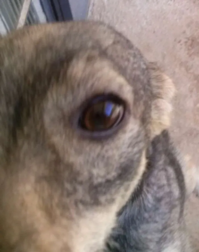 Cachorro raça Não sei idade 7 a 11 meses nome Amor ou lesse 