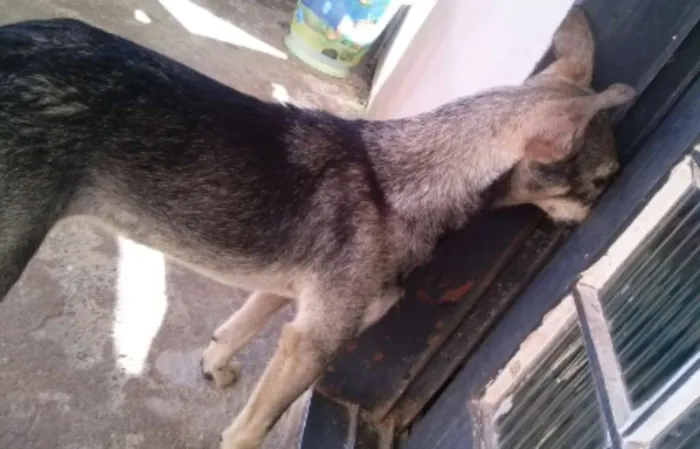 Cachorro raça Não sei idade 7 a 11 meses nome Amor ou lesse 