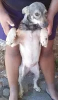 Amor ou lesse 