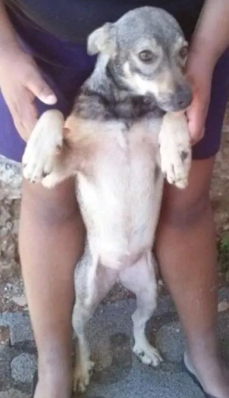 Cachorro raça Não sei idade 7 a 11 meses nome Amor ou lesse 
