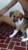 Scooby