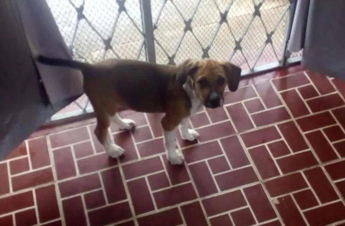 Cachorro ra a Vira-lata idade 2 a 6 meses nome Scooby