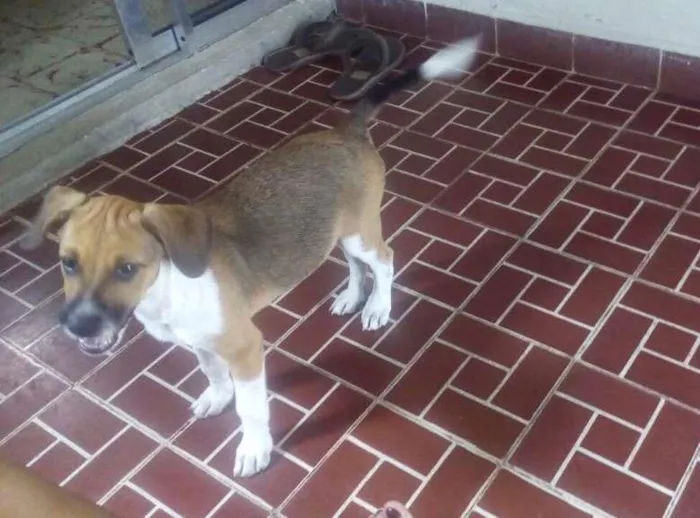 Cachorro ra a Vira-lata idade 2 a 6 meses nome Scooby