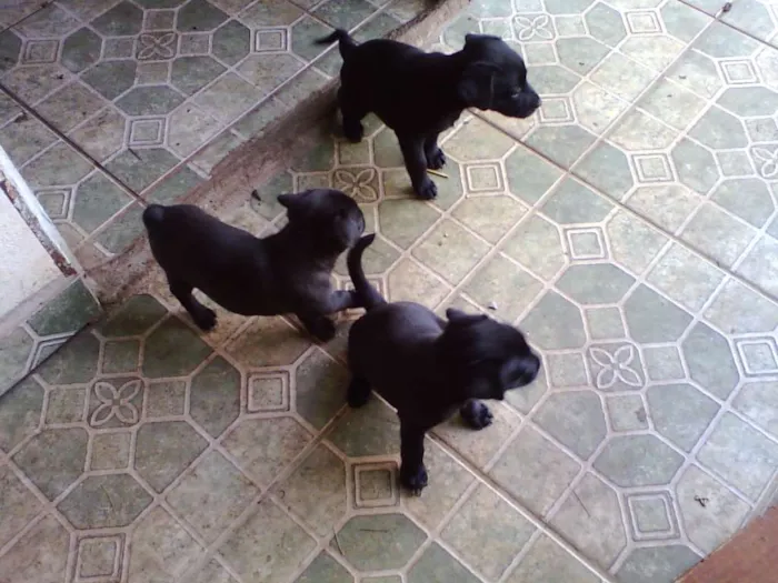 Cachorro ra a  idade Abaixo de 2 meses nome não tem