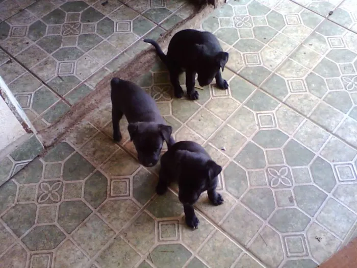 Cachorro ra a  idade Abaixo de 2 meses nome não tem