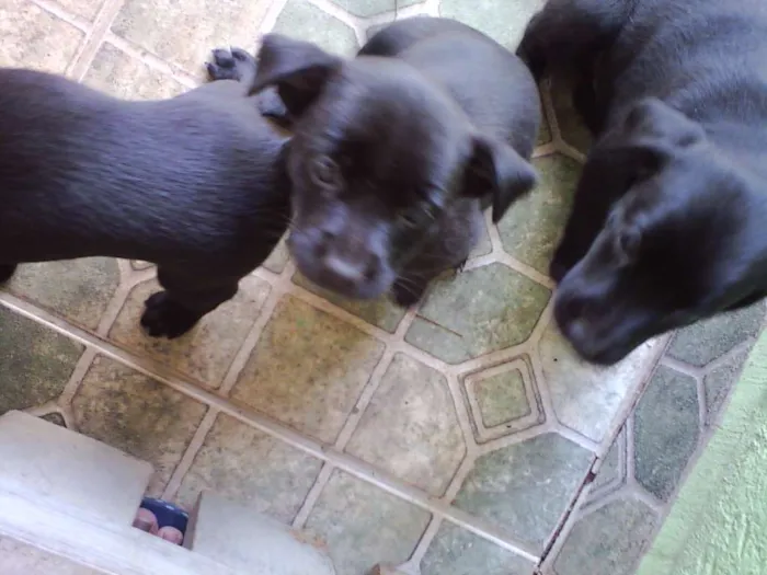 Cachorro ra a  idade Abaixo de 2 meses nome não tem