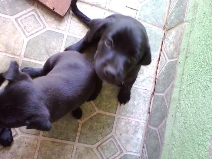 Cachorro ra a  idade Abaixo de 2 meses nome não tem