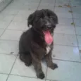 Amora