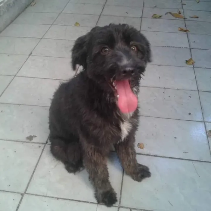 Cachorro ra a Mestiça idade 3 anos nome Amora