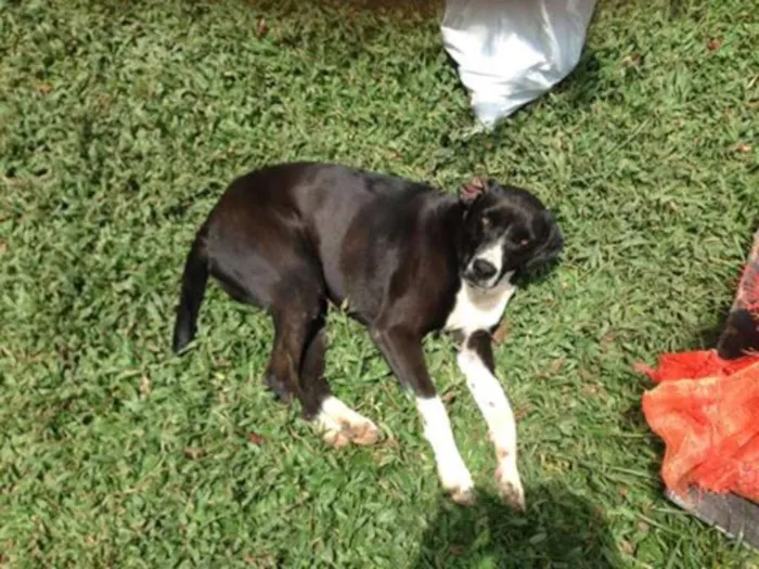 Cachorro ra a SRD idade 2 anos nome PRETA