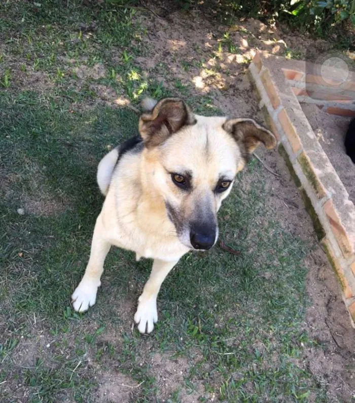 Cachorro ra a SRD idade 4 anos nome PITT
